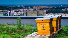 Bees – new "tenants" of myhive Nimbus