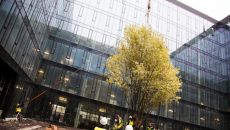 Birches and maple trees in Konstruktorska Business Center