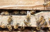 Bees On The Rooftop