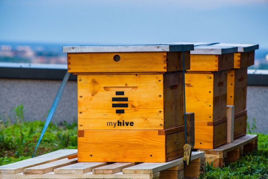  - Hives on the roof of myhive Nimbus