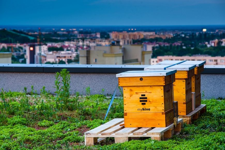 - Hives on the roof of myhive Nimbus