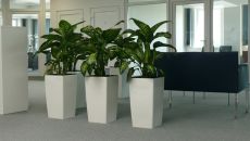 Dlaczego warto mieć w biurze rośliny?