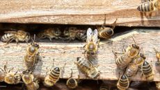 Pszczoły na dachu biurowca