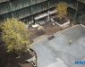 25-years old birches and maple tress from the bird's eye view