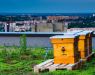 Hives on the roof of myhive Nimbus