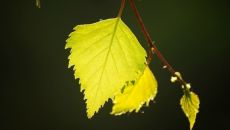 Symbols' true meaning