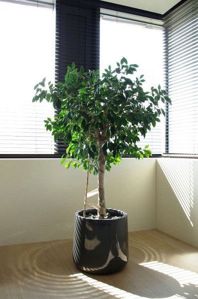  - Ficus in a pot made from plastic (pic Kwiaty dla Biura)